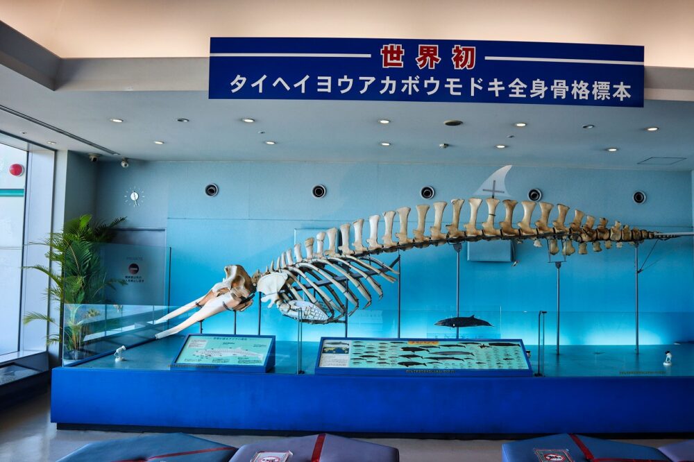 かごしま水族館のタイヘイヨウアカボウモドキ全身骨格標本