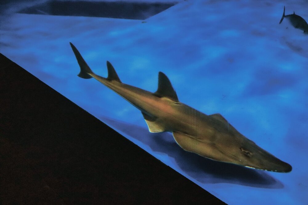 かごしま水族館のモノノケトンガリサカタザメ