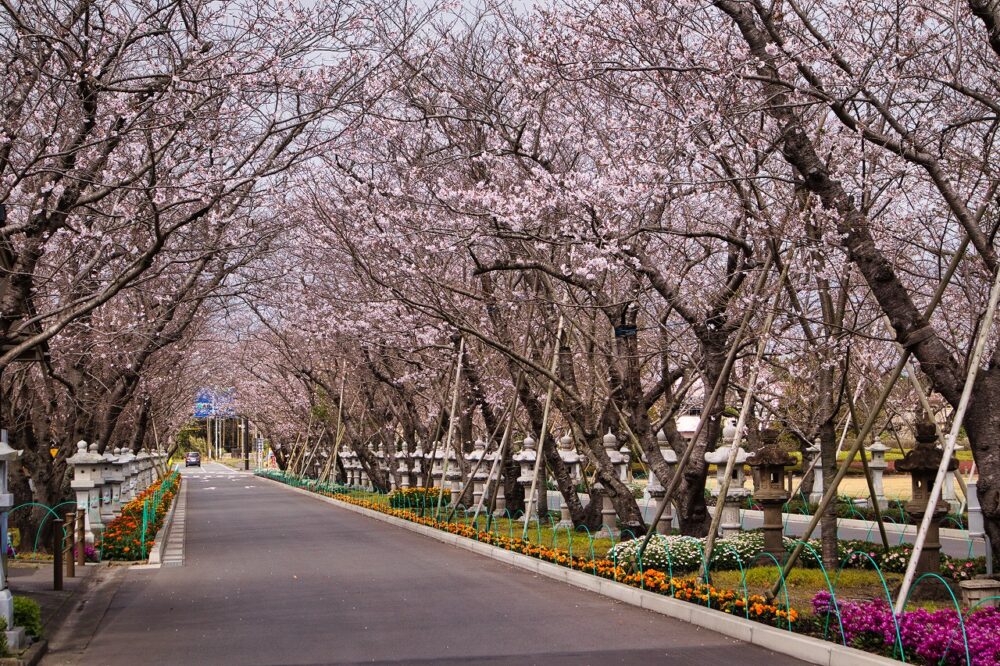 知覧特攻平和会館の春の桜