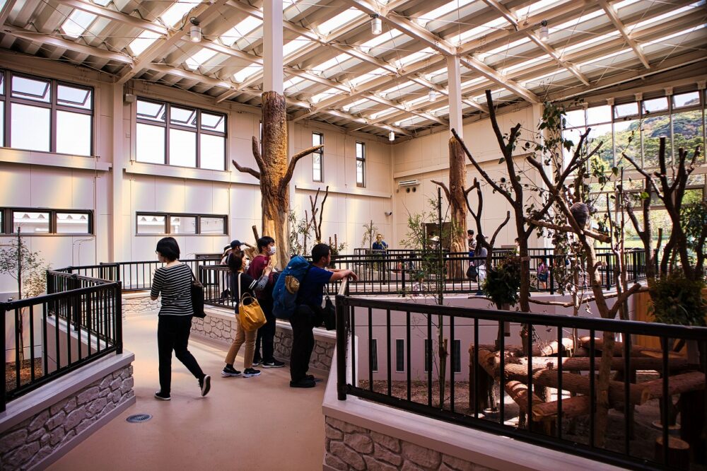 平川動物公園の新しいコアラ館内部