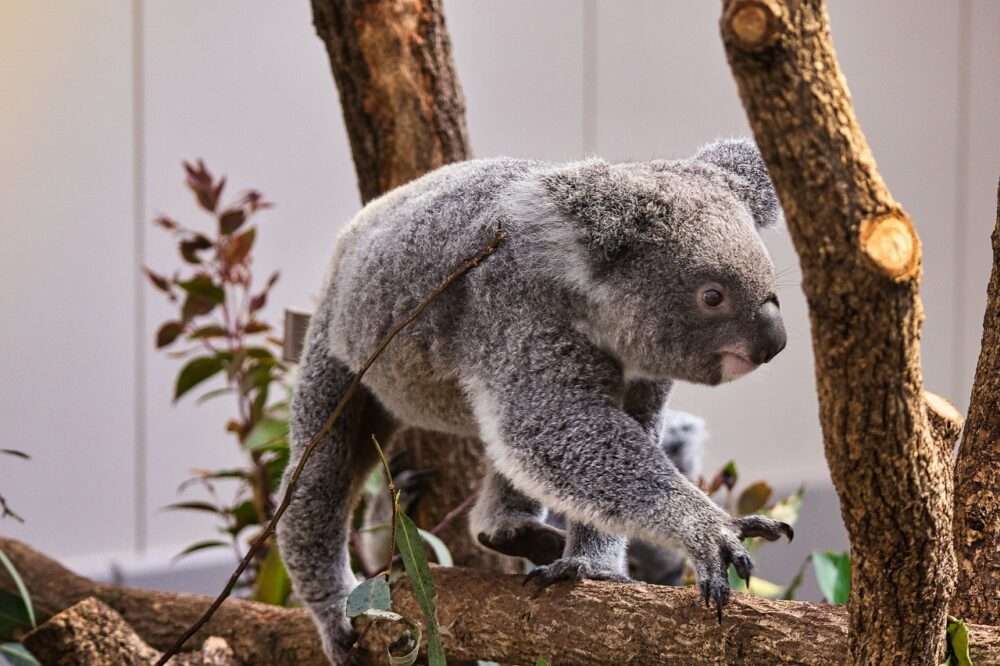 平川動物公園のコアラ