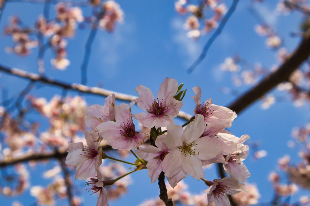 3月（吉野公園の桜）