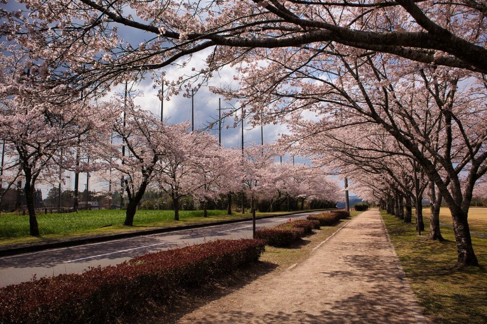 桜（忠元公園）