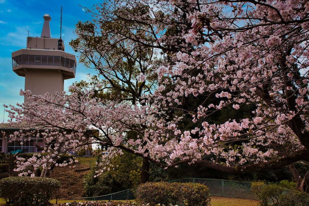 国分城山公園の桜