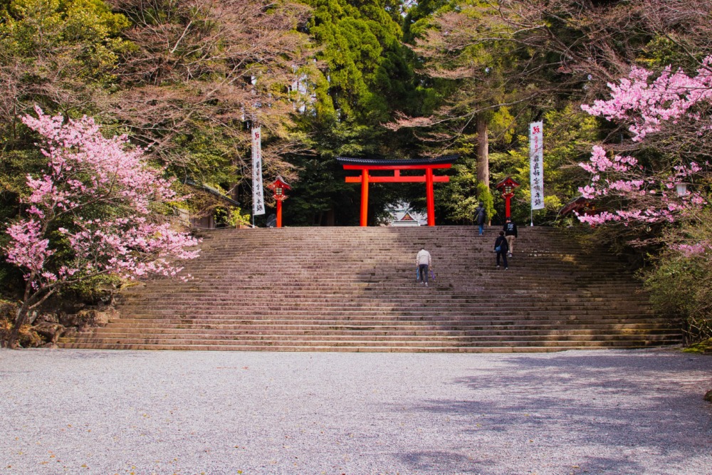霧島神宮の桜