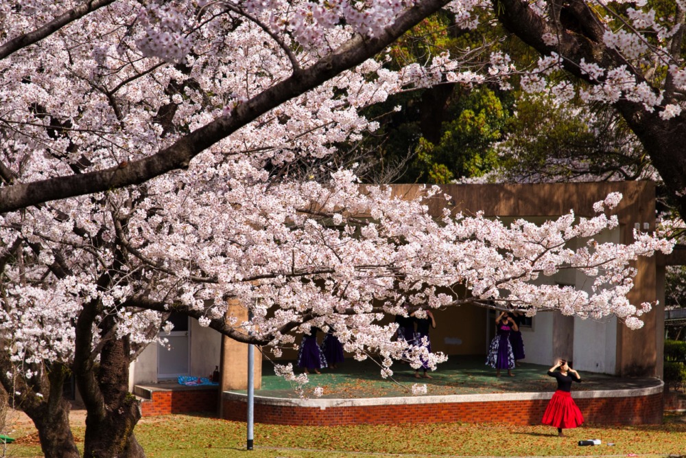 国分城山公園の桜