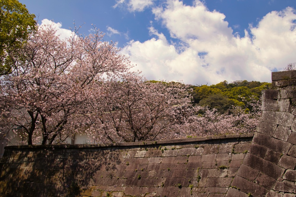 鶴丸城の石垣と桜