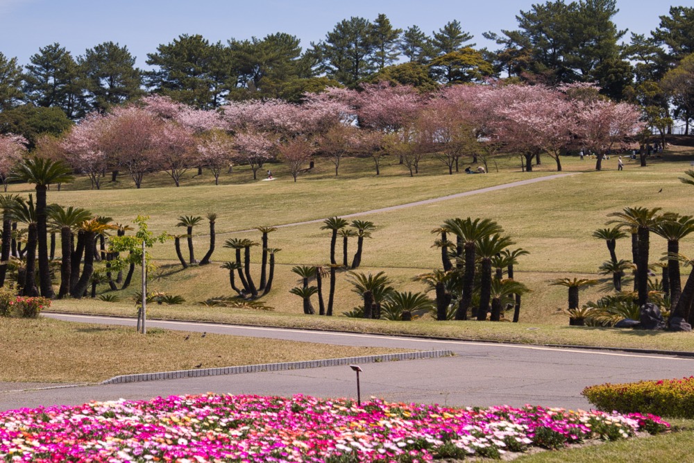 4月（吉野公園の桜と花壇）