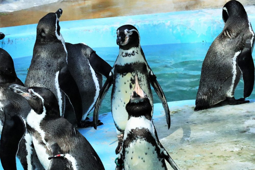 平川動物公園のペンギン