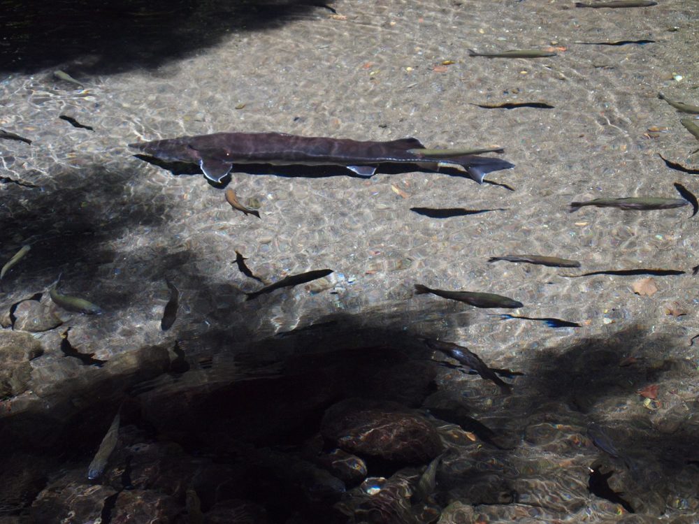 唐船峡市営そうめん流しの湧水で飼われている魚たち